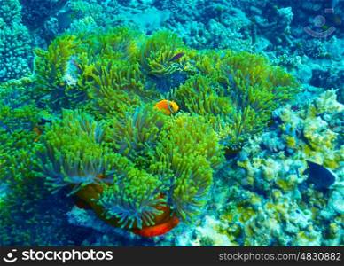 Coral reef underwater background, clown fish swimming near colorful corals, abstract natural background, beautiful wildlife, wonderful nature of Indian ocean