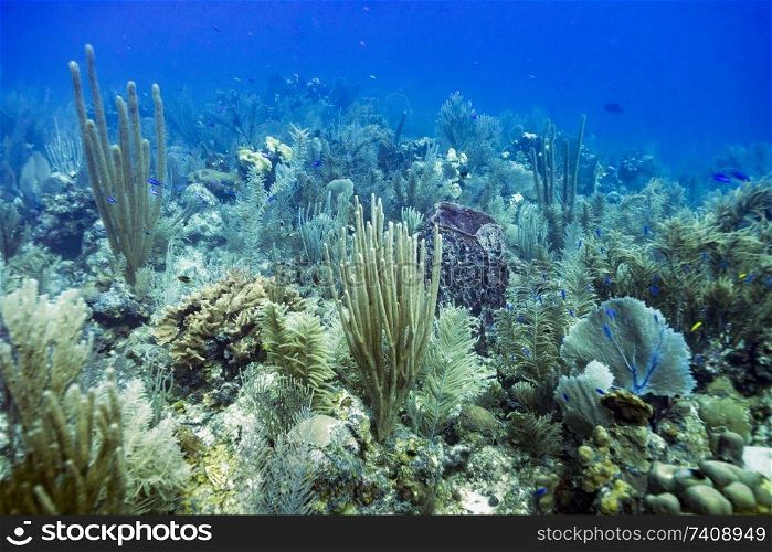 Coral reef underwater, Dive Site, East Wall, Belize