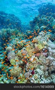 Coral Reef Underwater Landscape, Red Sea, Egypt, Africa