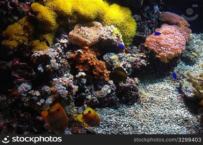 Coral reef with Copperband Butterfly (Chelmon rostratus)