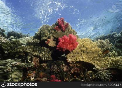 Coral reef with soft and hard corals underwater, Palau