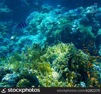 Coral reef with soft and hard corals with exotic fishes anthias