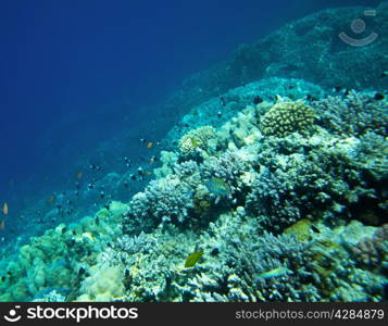 Coral reef with soft and hard corals with exotic fishes anthias
