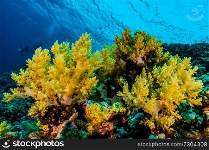 Coral reefs and water plants in the Red Sea