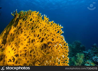 Coral reefs and water plants in the Red Sea