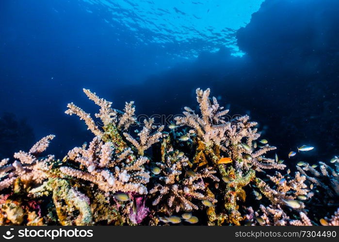 Coral reefs and water plants in the Red Sea