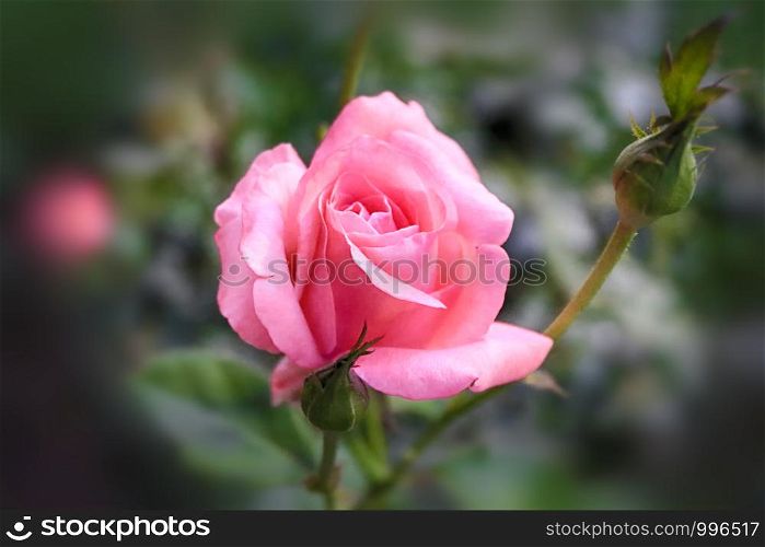 Coral rose flower in roses garden