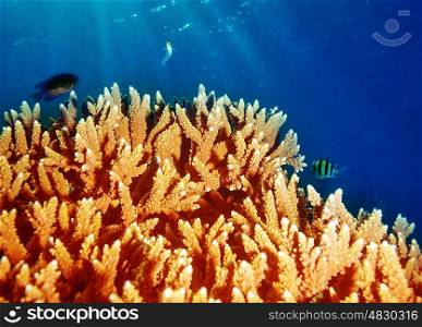 Coral underwater reef of Maldives island, undersea background, beautiful colorful coral garden, wonderful marine life, beauty of oceans