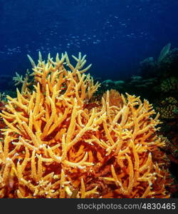 Coral underwater reef of Maldives island, undersea background, beautiful colorful coral garden, wonderful marine life, beauty of oceans