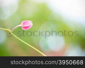 Coral vine plant with blur background&#xA;
