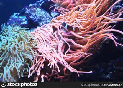 Corals and algae in marine aquarium