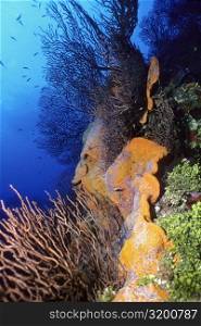 Corals underwater, Grooved-blade sea whip (Pterogorgia guadalupensis), Deep Water Gorgonian (Iciligorgia Schrammi), Orange Elephant Ear Sponge (Agelas Clathrodes), Cayman Islands, West Indies