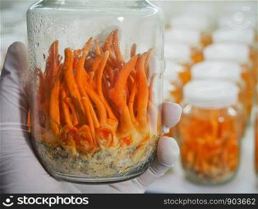 Cordyceps Militaris cultivation and harvesting using hand wearing hygienic gloves