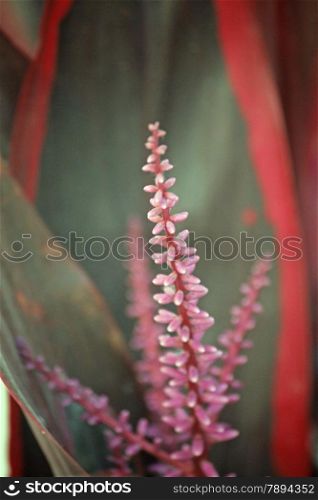 Cordyline fruticosa Rubra flower