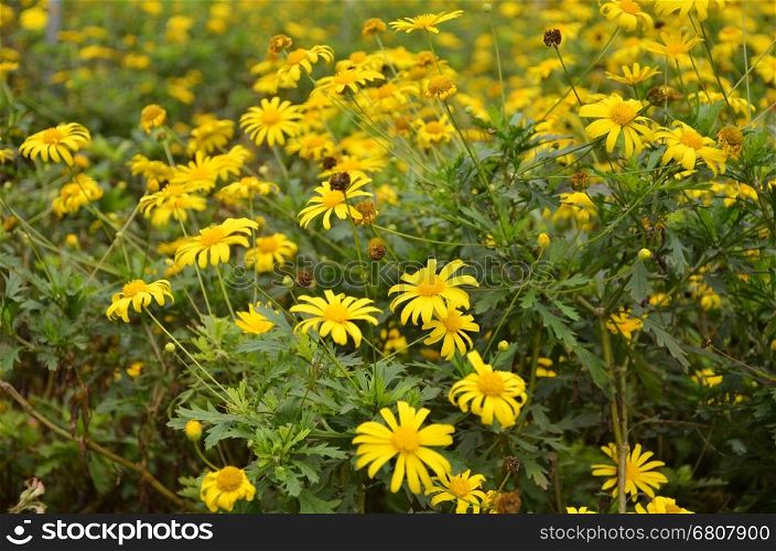 Coreopsis verticillata is species of tickseed in the Asteraceae
