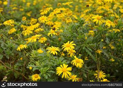 Coreopsis verticillata is species of tickseed in the Asteraceae