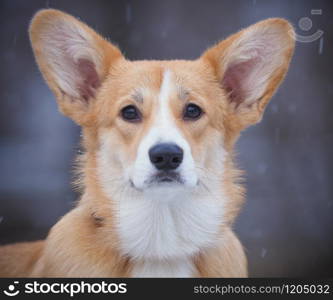 Corgi dog in the winter. the park