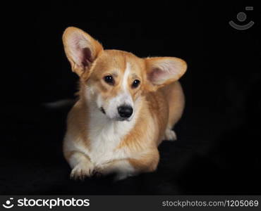 Corgi dog on a black background