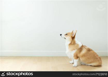 corgi dog sitting and waiting for owner