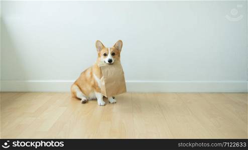 Corgi dog training to put items in the mouth to help the owner buy at the supermarket.A clever corgi dog, carrying a paper bag for putting things in the mouth.