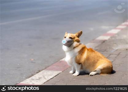 Corgi dog wear dust mask sit on sidewalks with heavy traffic that have dust and air pollution problems.air pollution problems affecting the lives of people and animals.