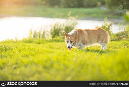 corgi dogs are sniffing to find foreign objects in the park.Corgi dogs walk and smell in the garden during the summer evenings.Dogs and owners come out to walk in the evening during the weekend.