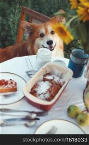 corgi fluffy and still life. the dog sits on a chair near the table and looks at the camera
