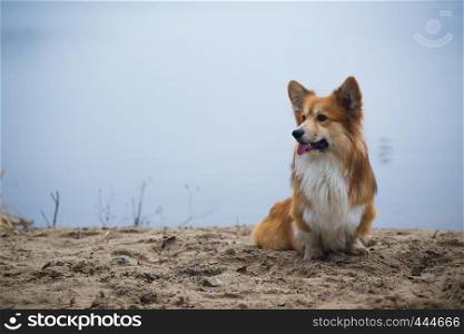 Corgi fluffy dog sitting on a sandy beach