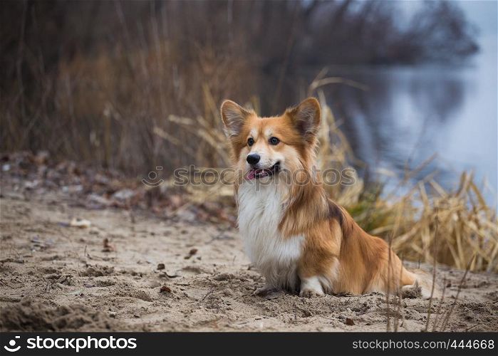 Corgi fluffy dog sitting on a sandy beach