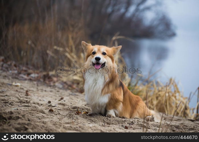 Corgi fluffy dog sitting on a sandy beach