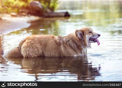 corgi fluffy walks in the water on a hot summer day