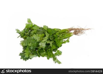 coriander isolated on the white
