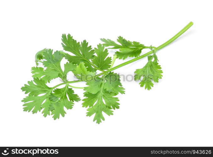 Coriander isolated on white