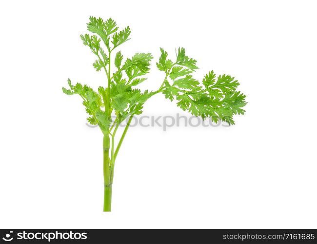 coriander leaf isolated on white background