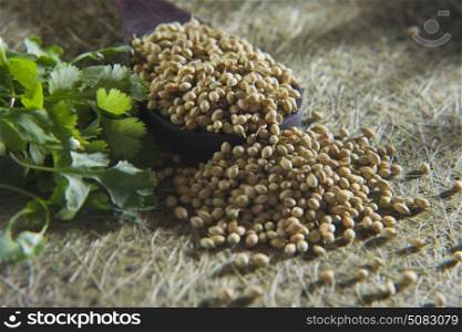 Coriander leaves and coriander seeds on wooden spoon