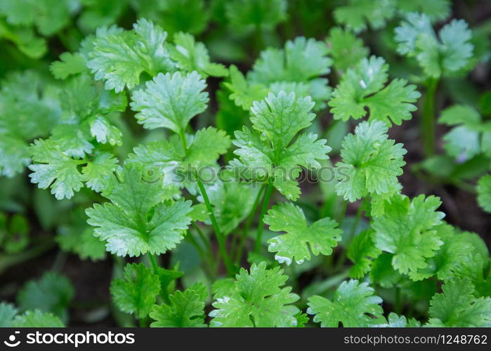 Coriander plant in vegetables garden for health, food and agriculture concept design.