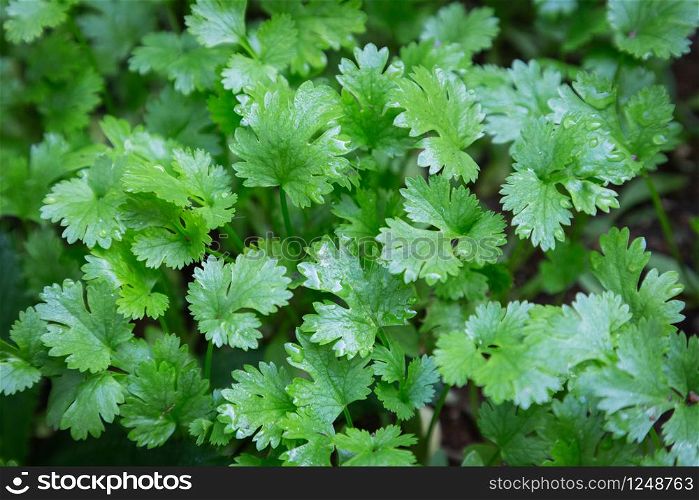 Coriander plant in vegetables garden for health, food and agriculture concept design.