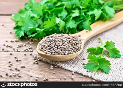 Coriander seeds in a spoon on burlap, green fresh cilantro on background of an old wooden board