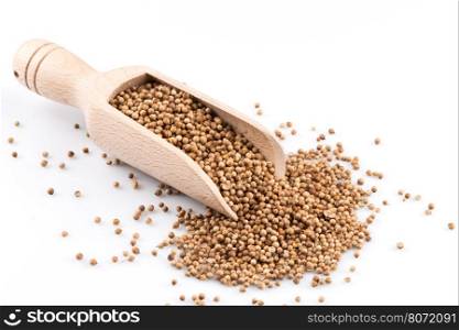 Coriander seeds in wooden scoop on white background