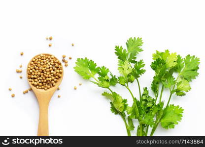 Coriander seeds with fresh leaves isolated on white background.