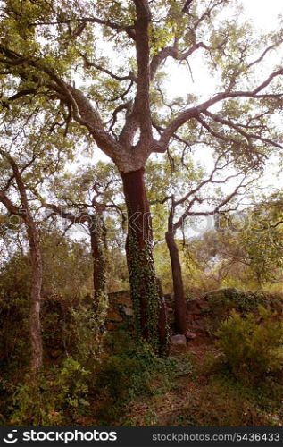 cork oak tree with nuded trunk in Espadan mountain Castellon Spain