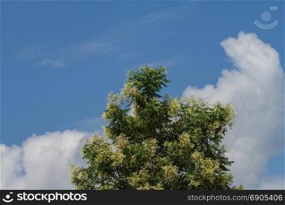 Cork Tree or Indian Cork flower on blue sky background (Millingtonia hortensis), Herb Thai