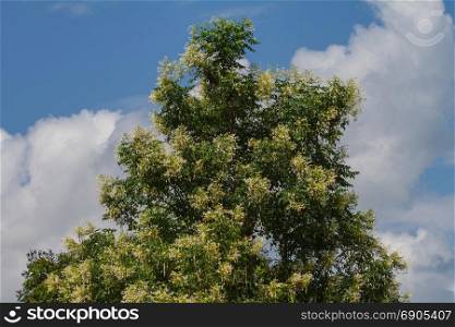 Cork Tree or Indian Cork flower on blue sky background (Millingtonia hortensis), Herb Thai