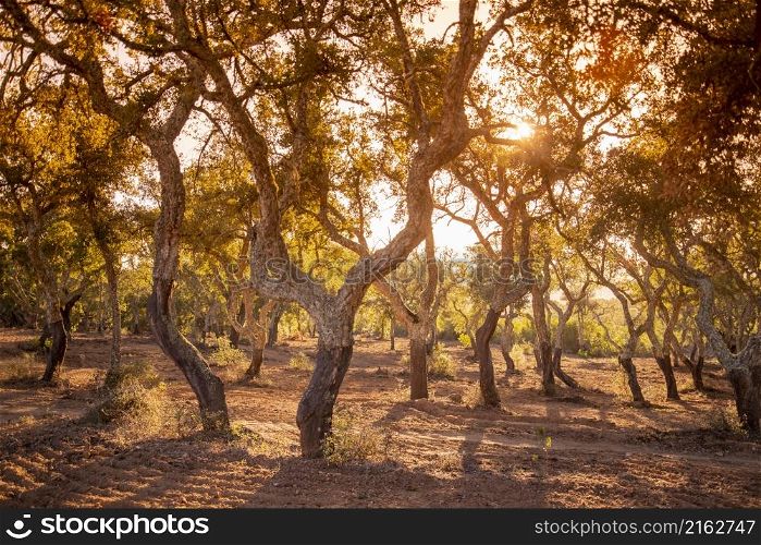 Cork Trees in Almendres near the city of Evora in Alentejo in Portugal. Portugal, Evora, October, 2021