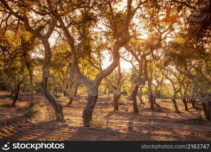 Cork Trees in Almendres near the city of Evora in Alentejo in Portugal. Portugal, Evora, October, 2021
