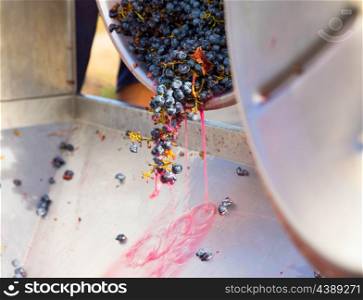 corkscrew crusher destemmer in winemaking with cabernet sauvignon grapes