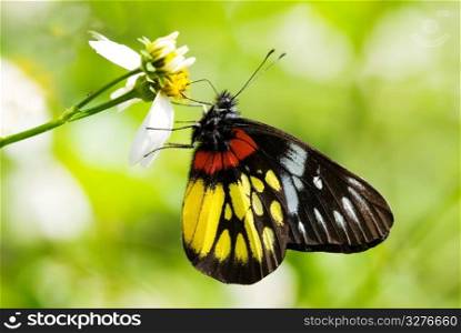 Corlorful Butterfly in red and yellow(Delias pasithoe curasena)