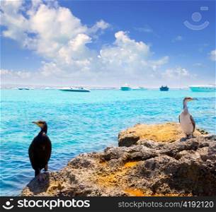 Cormoran bird in formentera rocks with La Savina port background