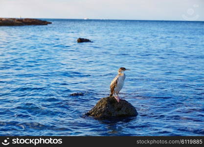 cormorant bird in Mediterranean Denia standing at rock in Alicante Spain