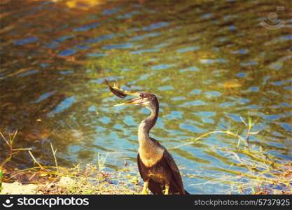 Cormorant in Florida